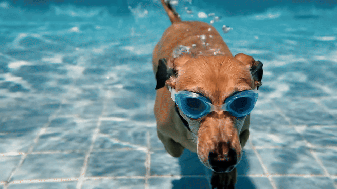 Google's Veo 2 Powers Gemini